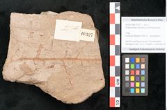 Foto (Objekt + Etikett) von Podozamites malvernicus Ettingshausen (NHMW-GEO-2024-0188-10327)
